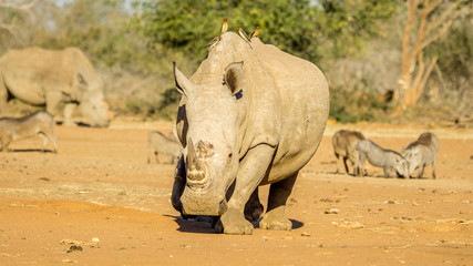 White Rhino in South Africa with horn trimmed to prevent poachers from killing it. 