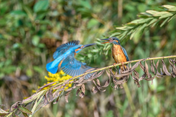 male and female kingfisher standing on a branch