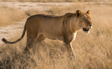 lioness in the wilds of South Africa. 
