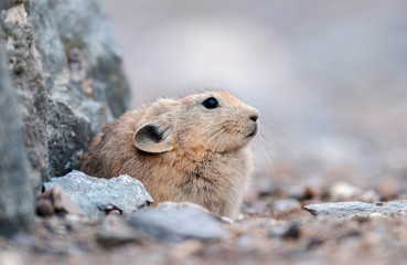 Fototapeta premium Pika is a small mountain-dwelling mammal, Tsokar Lake, Ladakh, India, India