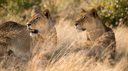 lioness in the wilds of South Africa. 