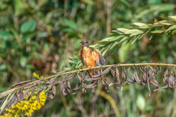 male and female kingfisher standing on a branch