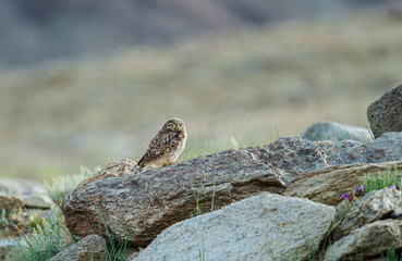 The little owl, Athene noctua, Tsokar Lake, Ladakh, India