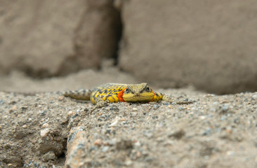 Himalayan Agama, Paralaudakia himalayana, Leh, India