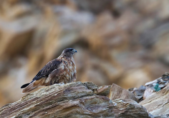 Upland Buzzard, Buteo hemilasius, Tsokar Lake, Ladakh, India