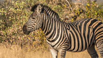 wild zebra in the African bush.