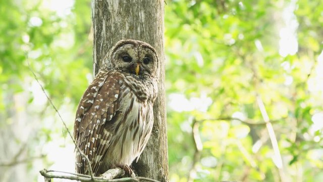 Barred Owl in North American swamp