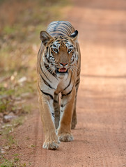 Tiger, Panthera tigris walking on road towards camera, India