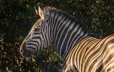 Fototapeta na wymiar wild zebra in the African bush.