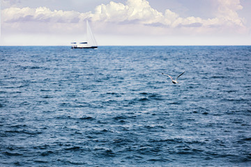 Seascape. Sea surface, a sailboat in the distance and a soaring seagull.