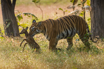 Tiger Maya with stag Kill, Panthera tigris, Tadoba, India,