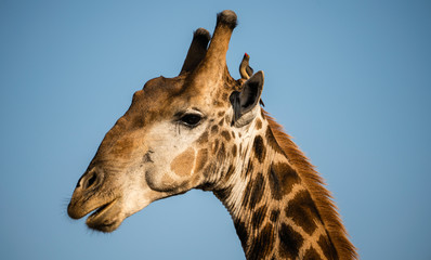 Naklejka premium Giraffe chewing food with a red billed oxpecker on it's head. 