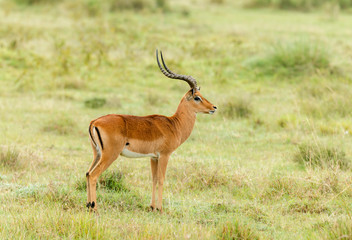Naklejka na ściany i meble Impala Gazelle medium-sized antelope, Amboseli, Africa