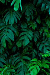 Naklejka na ściany i meble Tropical leaves, abstract green leaves texture, nature background for wallpaper