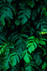 Fototapeta na wymiar Tropical leaves, abstract green leaves texture, nature background for wallpaper