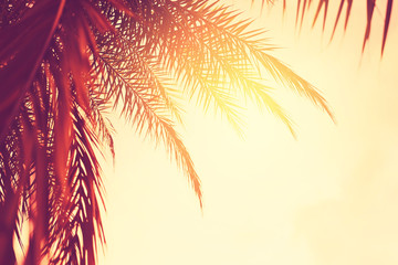 Tropical palm tree on sunset sky cloud abstract background.