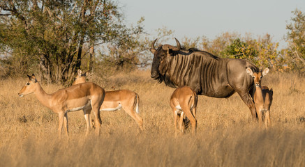 Naklejka na ściany i meble wildebeest and impalas standing in the plains of south africa. 