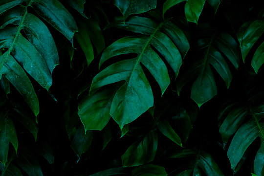 Tropical leaves, abstract green leaves texture, nature background for wallpaper © SIRAPOB