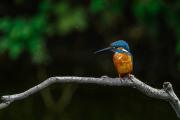 kingfisher standing on a branch