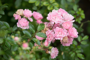 pink rose bush in the garden