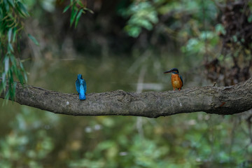 male and female kingfisher standing on a branch