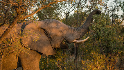 Fototapeta premium African elephant eating in the wild in South Africa.
