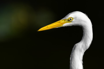 hunting egret portrait