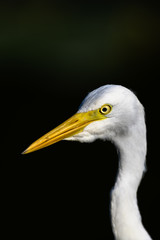hunting egret portrait