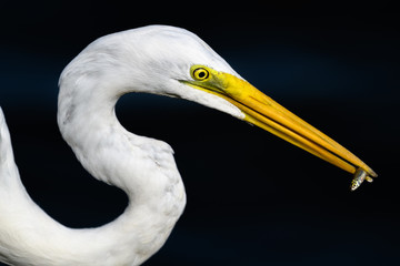 hunting egret portrait