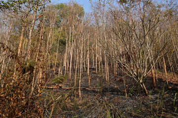 The forest after the fire