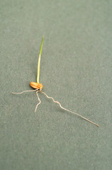 Close up detail of single grain of wheat sprouting with roots and plant shoot