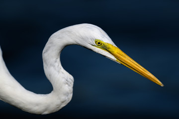 hunting egret portrait