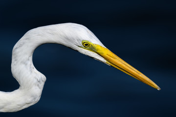 hunting egret portrait