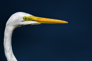 hunting egret portrait