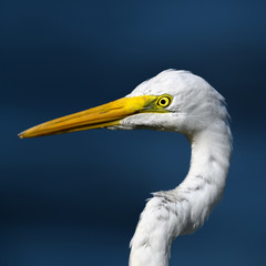 hunting egret portrait