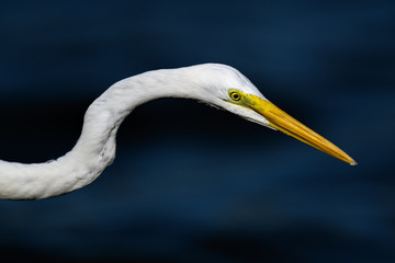 hunting egret portrait
