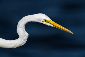 hunting egret portrait