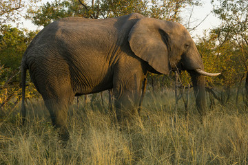 Fototapeta premium African Elephant in the wild at Kruguer Park. 