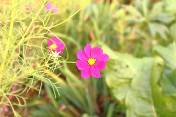 Fototapeta premium コスモスの花