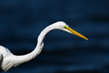 hunting egret portrait
