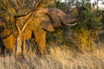 Fototapeta premium African elephant eating in the wild in South Africa.