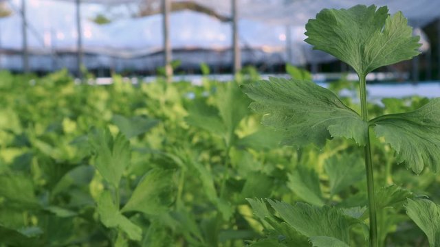 Green house planting Hydroponic vegetable farm close up, celery farming, fertilized organic garden, healthy lifestyle eating consuming, 4k resolution, farm house, agriculture industry. moving left