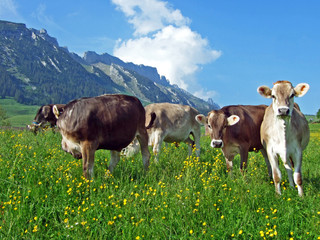 Cows on the pastures of the slopes of Alpstein mountain range and the fertile Rhine river valley...