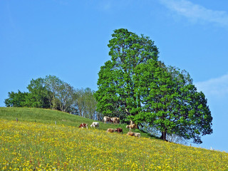 Cows on the pastures of the slopes of Alpstein mountain range and the fertile Rhine river valley...