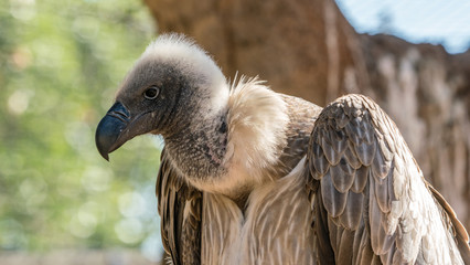 White backed African Vulture in close up