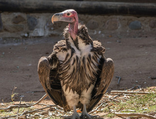 Lappet faced Vulture from Africa