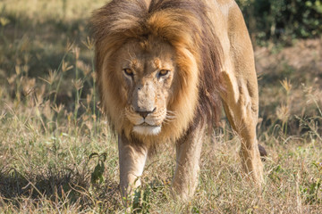 Male Lion in South Africa 