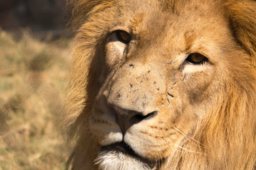 Male Lion in South Africa 