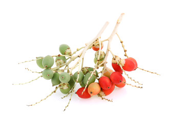 areca or betel palm fruit isolate on white background