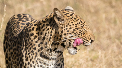 Leopard in South Africa on the hunt